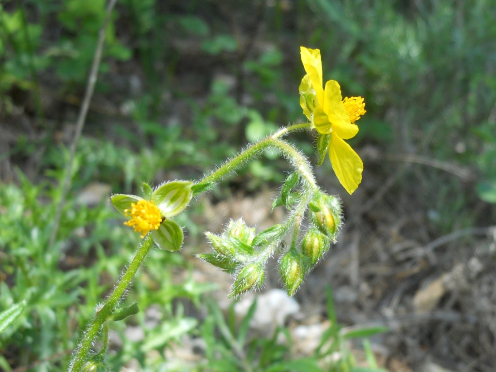 fiore giallo - Helianthemum cfr. nummularium